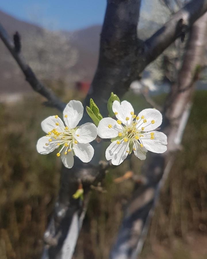 Drina'S Heart Villa Bajina Basta Eksteriør billede